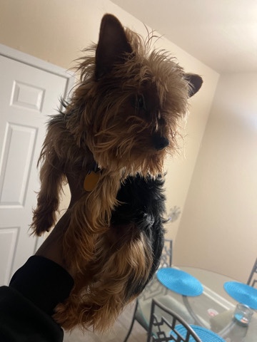 Yorkshire Terrier β Yorkshire For Sale