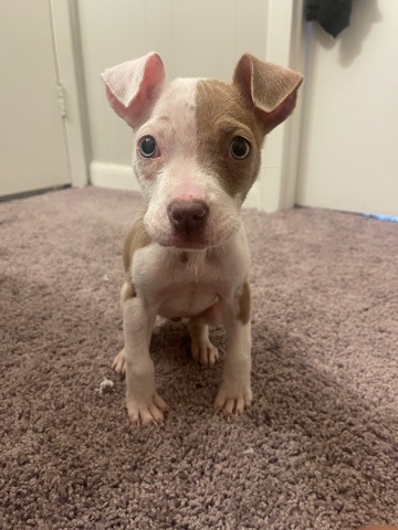 American Pit Bull Terrier – My Name is Mila