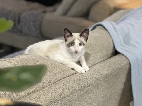 Ragdoll – ragdoll/mix – Houston