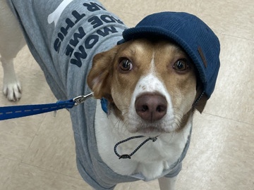 Image of Mixed Breed