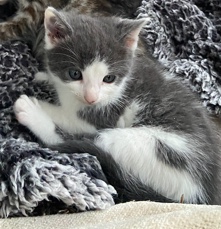British Shorthair – Boy kitten