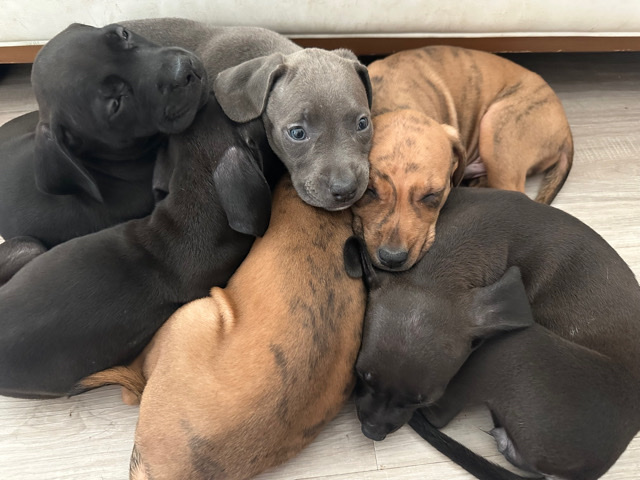 pitbull Mix Dobermann