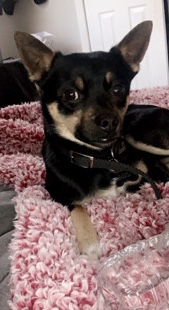 Chihuahua – Milo needs a home today