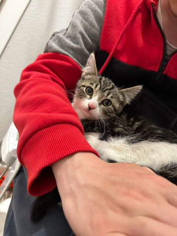 American Shorthair – 2 kittens need to be adopted