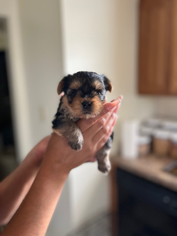 Yorkshire Terrier – ACA Yorkies