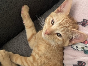 Orange Male Cat – Calhoun