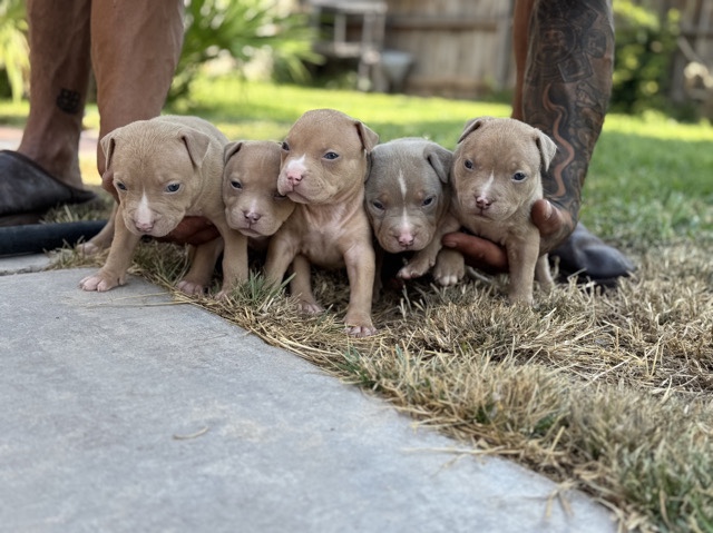 American Pit Bull Terrier – American bully puppies for sale – St. George
