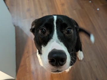 Rat Terrier – Twix The Rat Terrier – Lakeland