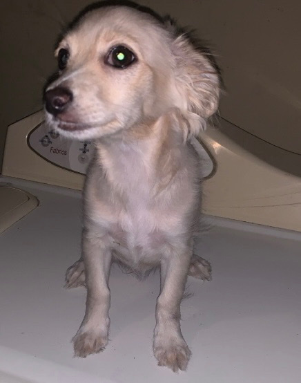 Chihuahua – Bella
