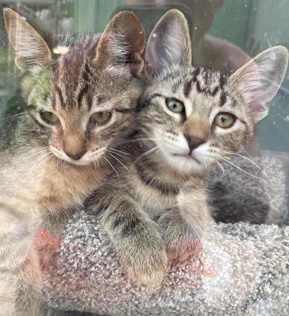 selling cats