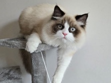 Ragdoll – Gentle Giant – Jeddah