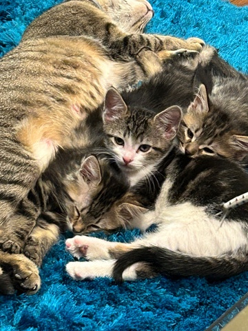 Adorable kittens need new digs!