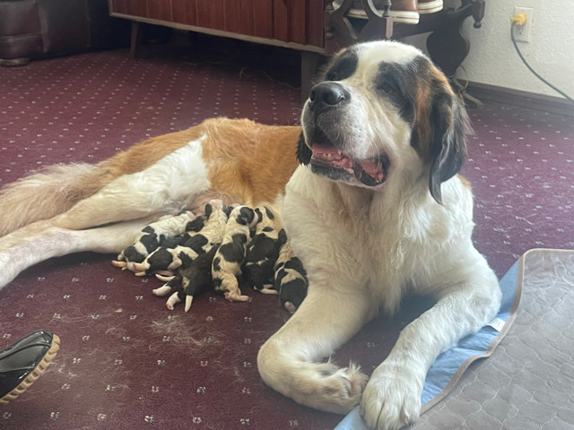 St. Bernard – AKC st Bernard puppies six available