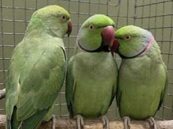 Parakeet – Indian neck ring – Bandipora