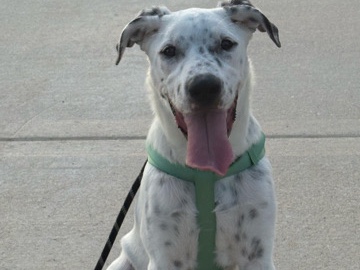 Dalmatian – Rehoming – San Antonio