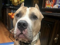 American Pit Bull Terrier – American Pitbull Terrier (Gremice) – Borrego Springs