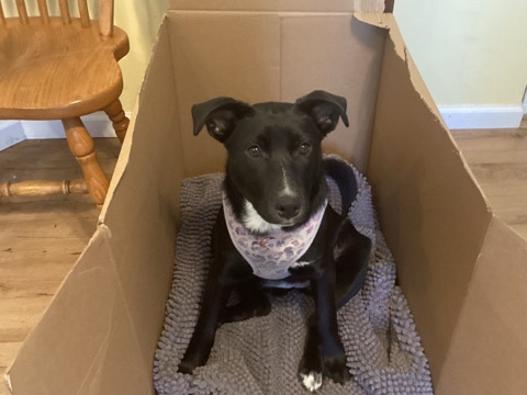 Mixed Breed – sweet terrier mix female – Columbia