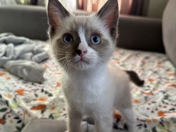 Siamese – Siamese kitten – Spring Valley