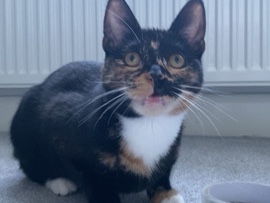 cinnamon, calico, cat, PRICE NEGOTIABLE – Mauchline