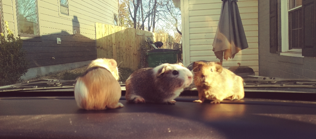 Any – guinea pigs