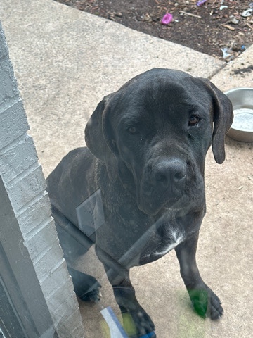 Cane Corso – king