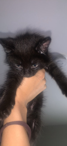 Pure Bred black Bombay Kitten