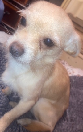 Chihuahua – tiny chihuahua