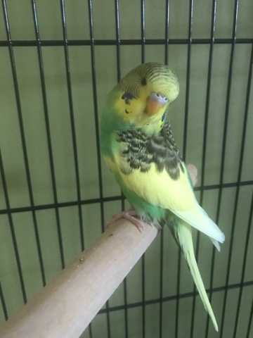 Semi tame Baby budgie 