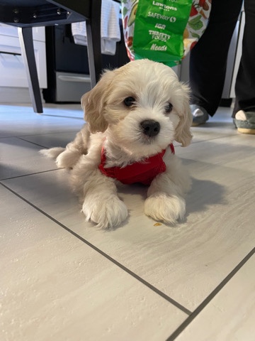 Shih Tzu – Shih Tzu Poodle Mix
