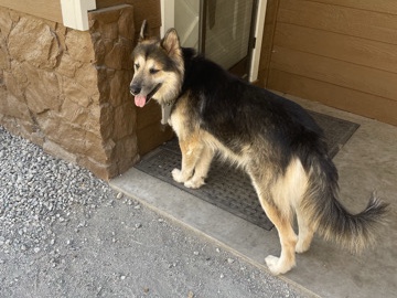 Alaskan Malamute – malamute/ German Shepherd – Gilroy