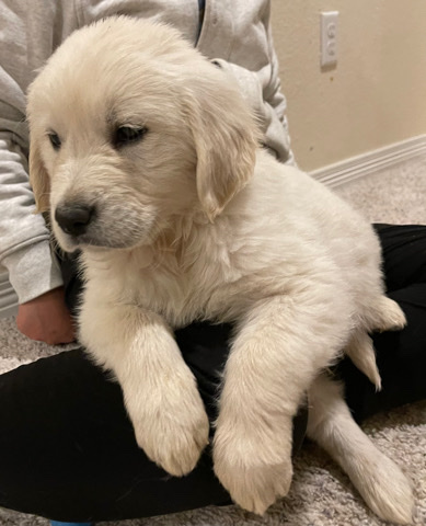 Golden Retriever – Golden retriever