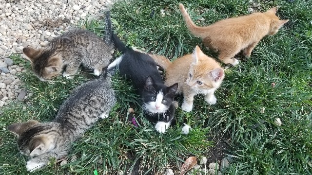 Maine Coon – They are really friendly and playful
