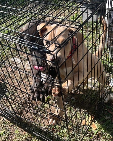 American Pit Bull Terrier – 2 female American Pits