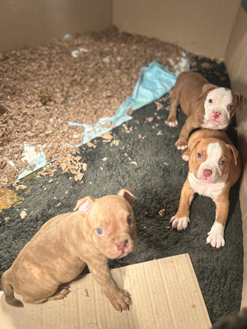American Bulldog – real puppies