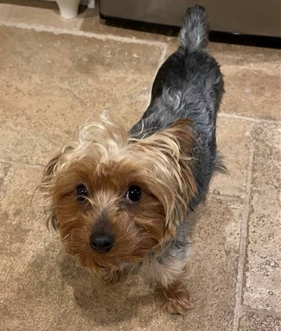 Yorkshire Terrier – Yorkie For Sale