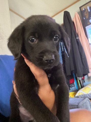 5 male pups