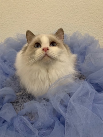 Ragdoll – Seal Bicolor purebred Ragdoll Boy