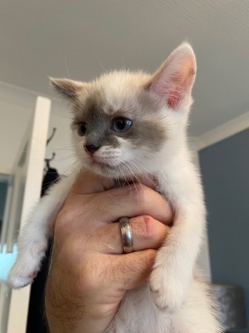 Ragdoll – rag doll