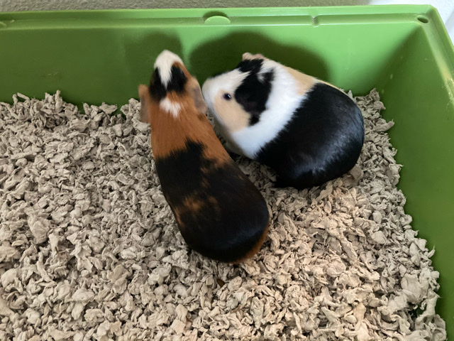 2 Female Guinea pigs