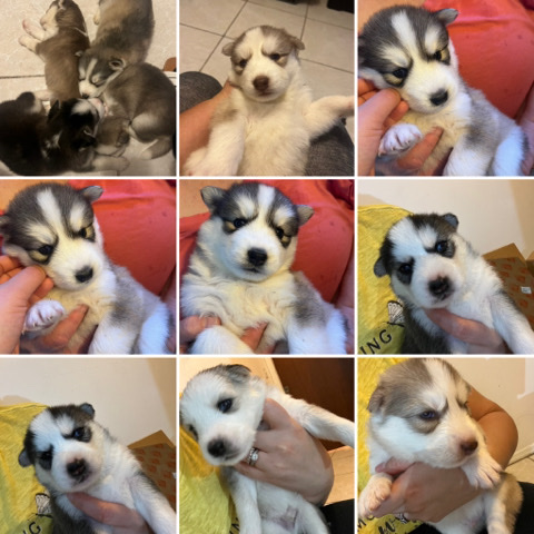 Siberian Husky – Siberian husky