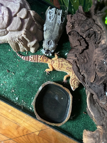 leopard gecko