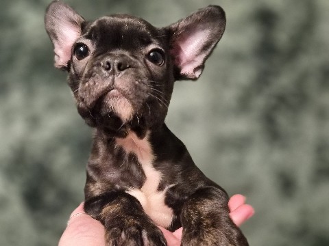 French Bulldog β πΎ Miss Penelope β Frenchton Puppy for Sale πΎ β Saint Hedwig