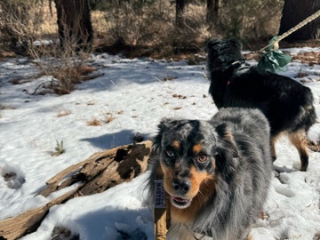 Australian Shepherd – Two Australian Shepards – Vashon
