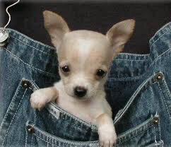 Chihuahua – Beautiful teacup Chihuahua for sale
