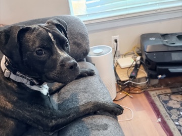 American Pit Bull Terrier – cute puppy needing a new home – Medford