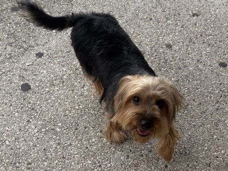 Yorkshire Terrier – Prince . – Baytown