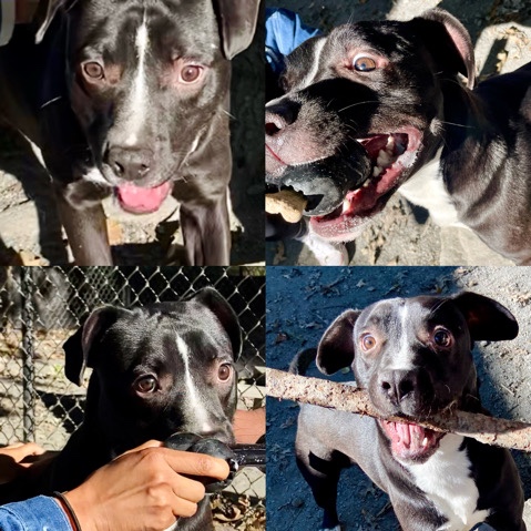 American Pit Bull Terrier – beautiful Bestfriend