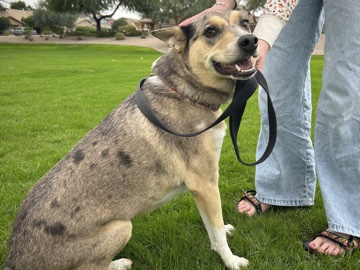 Loving, Loyal 5-Year-Old Catahoula/Blue Heeler Mix Needs Safe Home – San Tan Valley