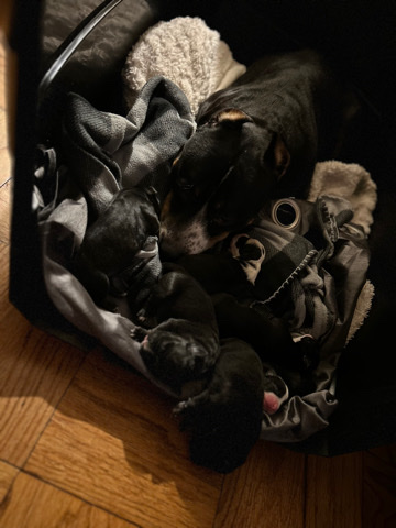 American Pit Bull Terrier – Pitbull puppies