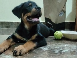 Rottweiler – 3 months old male rottweiler puppy for sale – Bengaluru